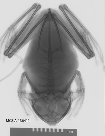Media type: image;   Herpetology A-136411